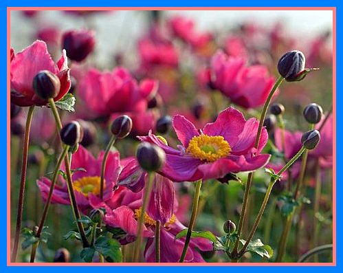 Anemone rot - mit Rahmen