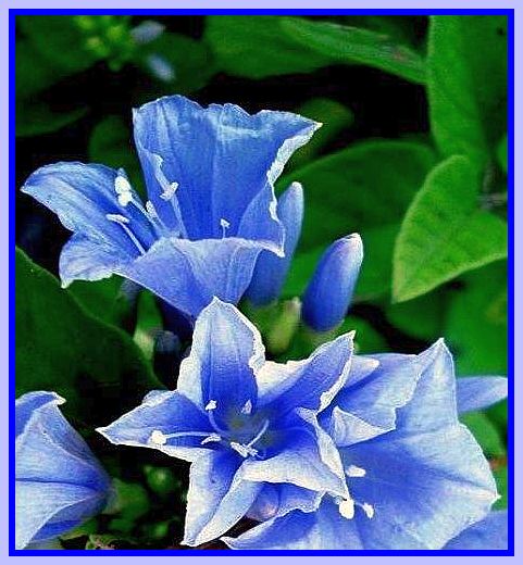 blaue Bluetenkelche