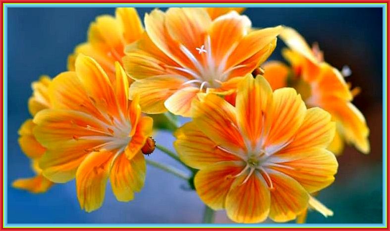 hell-leuchtende-Blueten-in-orange