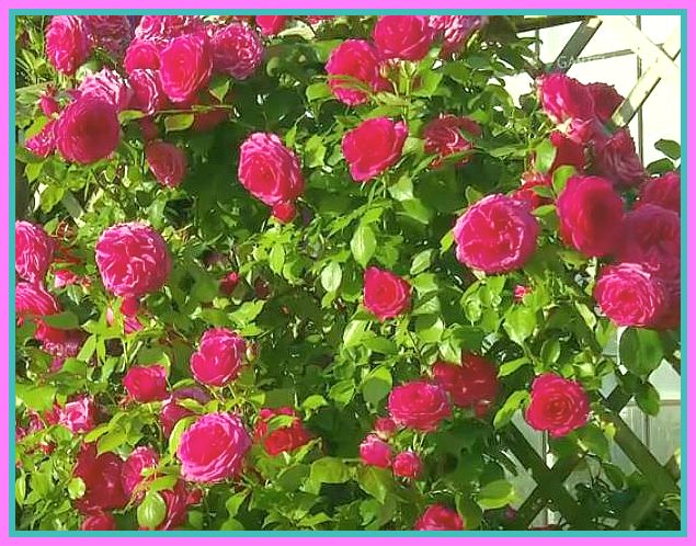 rote Kletterrosen